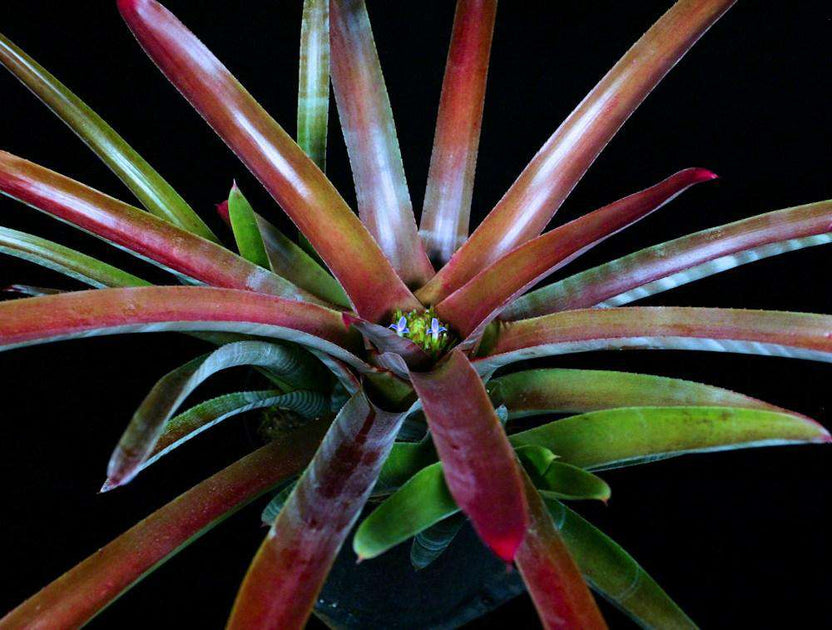 ブロメリア・エアープランツ Neoregelia Cruenta Rubra Neoregelia Bromeliad Cruenta Rubra | eBay