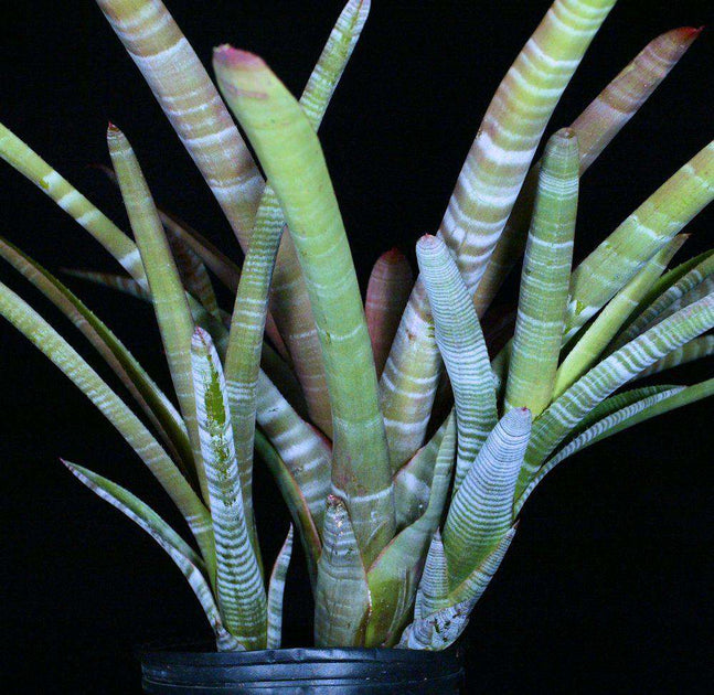 Neoregelia cruenta 'Rubra' – Tropiflora