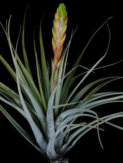 fasciculata tropiflora air plant Tillandsia fasciculata v. fasciculata