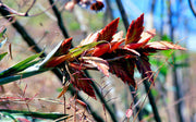 Tillandsia confertiflora - Tropiflora