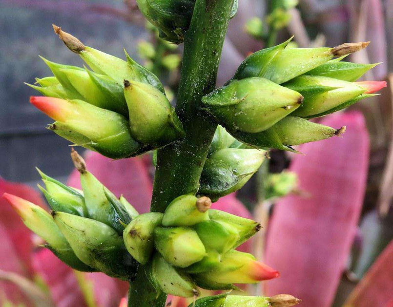 Hohenbergia castellanosii – Tropiflora