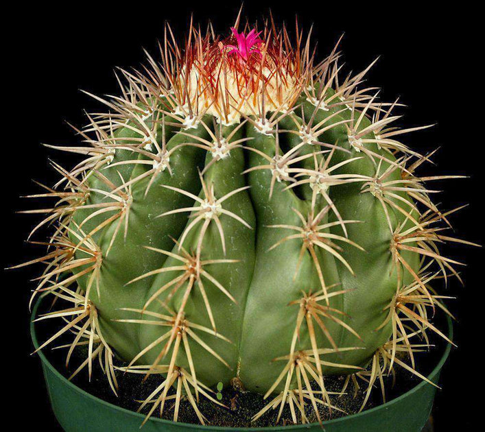 monstera zimmerpflanze kaufen Monstera deliciosa XXL | Online kaufen main image 1