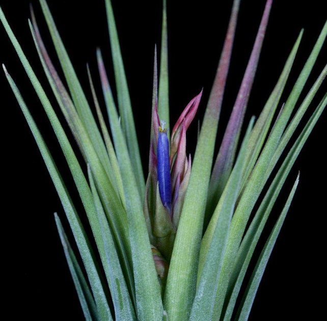 Tillandsia elizabethae x ionantha 'Fuego' – Tropiflora