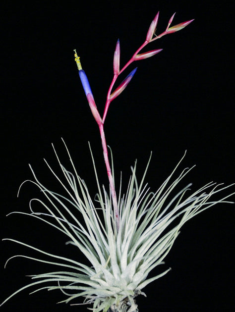 fuchsii air plant care Tillandsia fuchsii var. fuchsii – Tropiflora