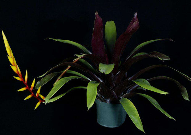 Vriesea 'Sidewinder' (Groves) - Tropiflora