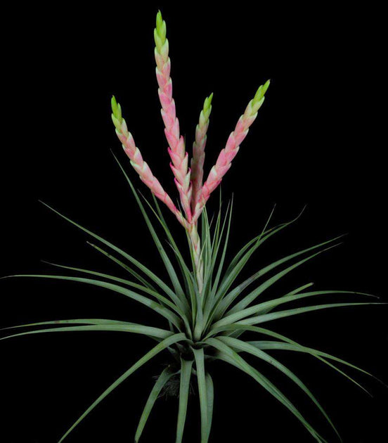fasciculata tropiflora air plant Tillandsia fasciculata 'Pink and Green'