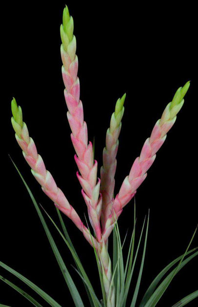 fasciculata tropiflora air plant Tillandsia fasciculata 'Pink and Green' – Tropiflora