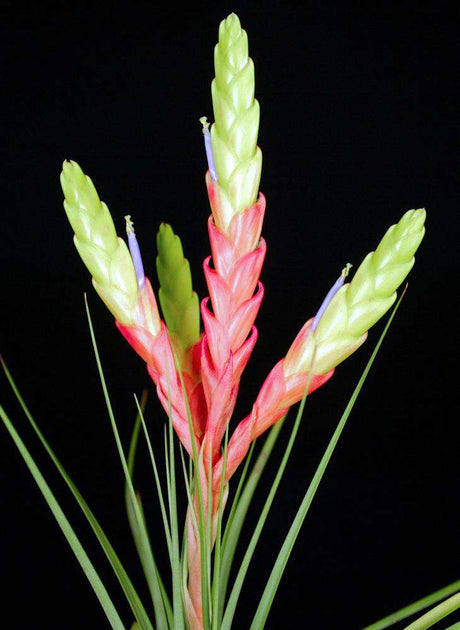 fasciculata tropiflora air plant Tillandsia fasciculata 'Pink and Green' – Tropiflora