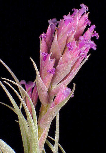Tillandsia gardneri v. rupicola 'Pink Form' – Tropiflora