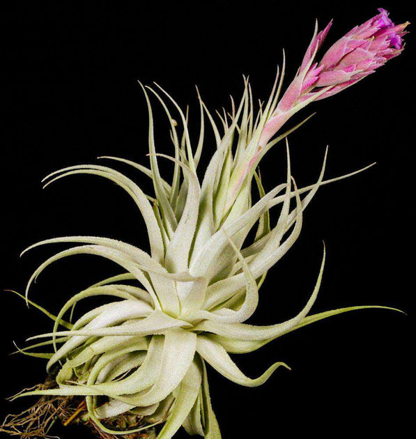 Tillandsia gardneri v. rupicola 'Pink Form' – Tropiflora