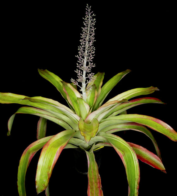 ブロメリア・エアープランツ Aechmea Mexicana Albo Aechmea Mexicana Albo 9″ pot – 305 Greenery, Inc.