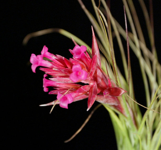 Tillandsia globosa – Tropiflora Tillandsia globosa グロボーサ覆輪 