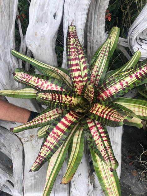 Neoregelia 'Snake Charmer' – Tropiflora