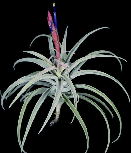 air plant harrisii Tillandsia harrisii – Tropiflora