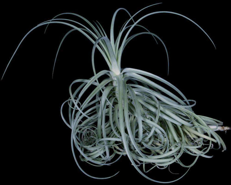 Tillandsia 'Goomong' – Tropiflora