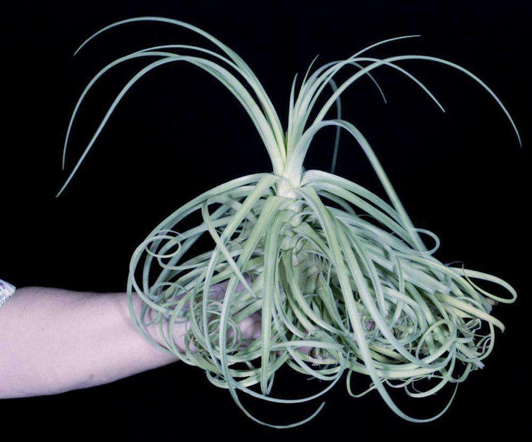 ブロメリア・エアープランツ wasawat Tillandsia Goomong ブロメリア・エアープランツ wasawat Tillandsia Goomong wasawat