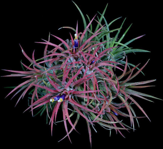 は*す様 しばらくラストT. ionantha Nizanda T'S TROP Tillandsia ionantha 'Mexican Select' – Tropiflora