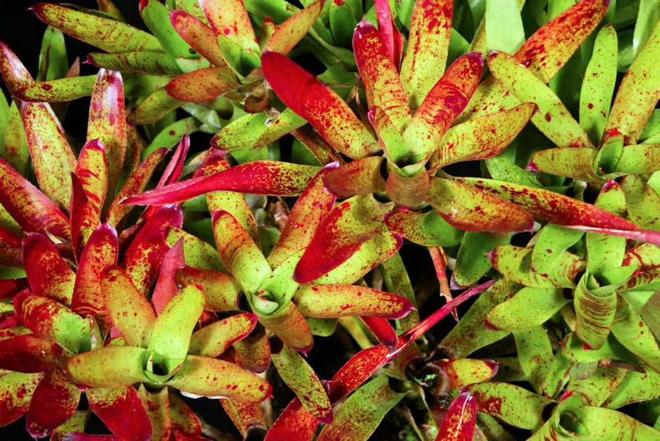 Neoregelia olens 'Vulcan' – Tropiflora