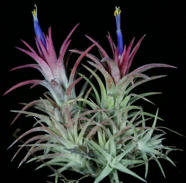 Tillandsia ionantha v. vanhyningii – Tropiflora