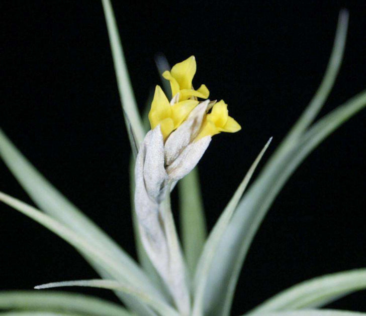 Tillandsia ixioides – Tropiflora