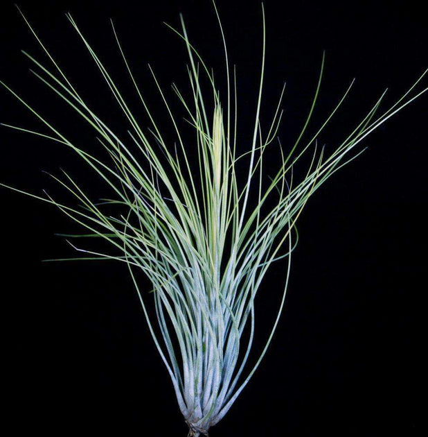 Tillandsia juncea – Tropiflora