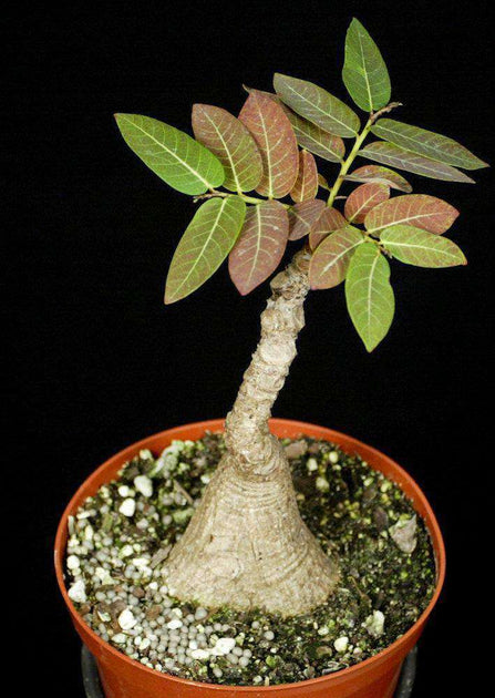 Phyllanthus mirabilis – Tropiflora