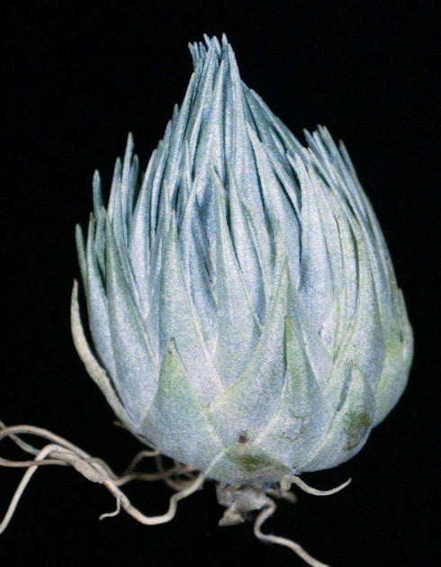 Tillandsia kautskyi – Tropiflora