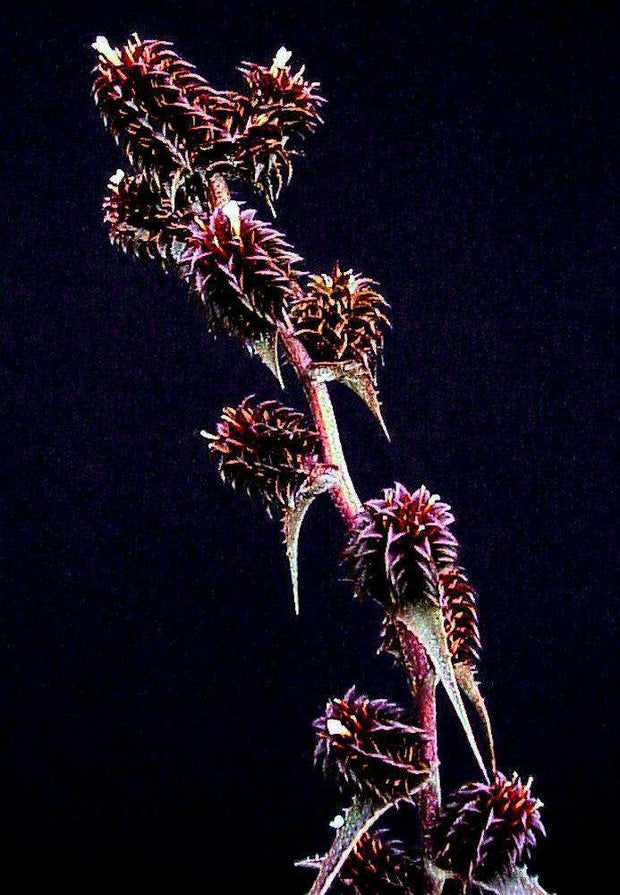 Orthophytum 'Stardust' - Tropiflora
