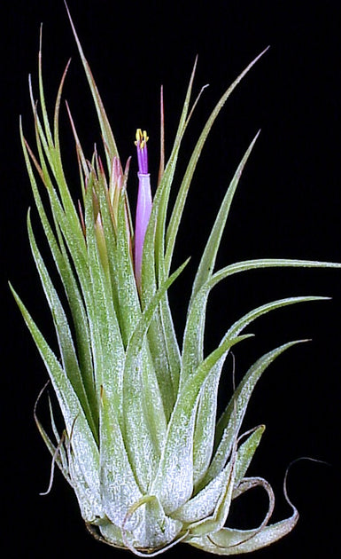 scaposa air plant Tillandsia scaposa – Tropiflora