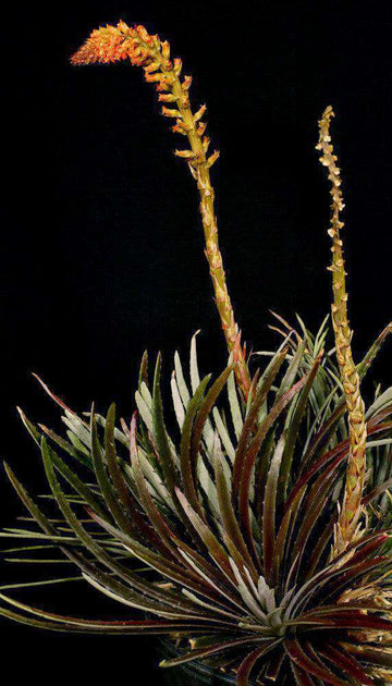 Dyckia reitzii v. rubra – Tropiflora