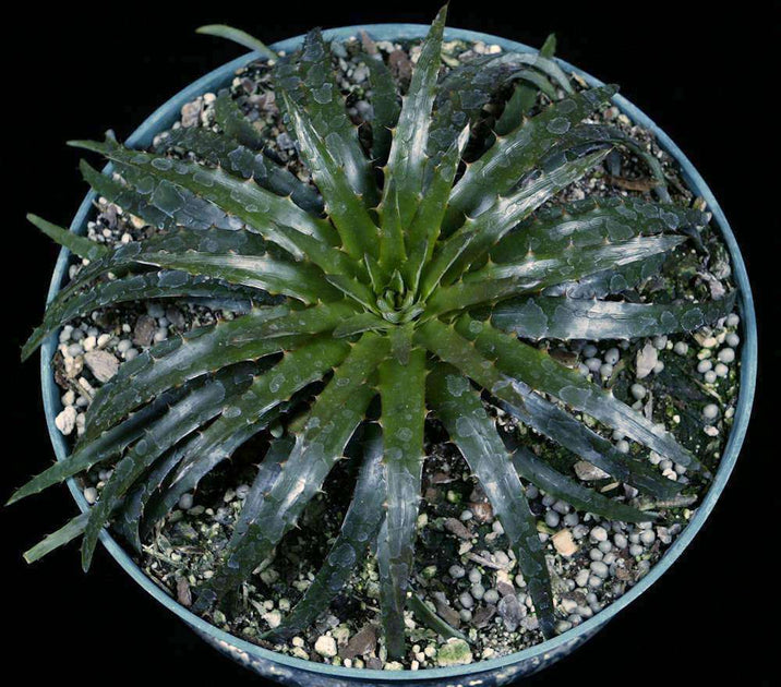 Dyckia reitzii v. rubra – Tropiflora