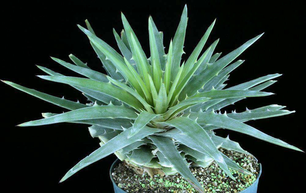 Dyckia species Segredo JN 2079