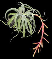 Tillandsia latifolia v. leucophylla