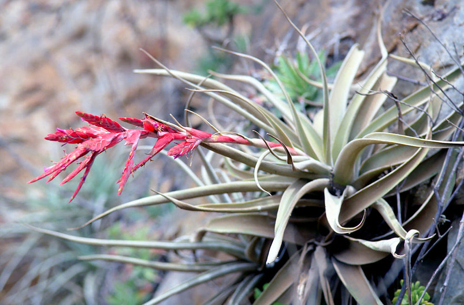 Tillandsia latifolia v. leucophylla – Tropiflora