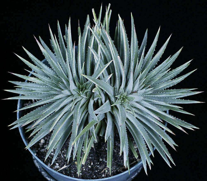 Dyckia hebdingii spineless ディッキア ヘブディンギー