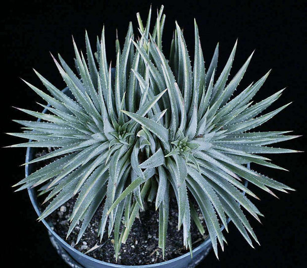 Dyckia hebdingii WB clone - Tropiflora