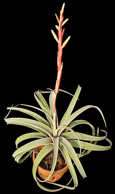 Tillandsia latifolia v. leucophylla – Tropiflora