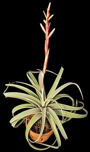 Tillandsia latifolia v. leucophylla