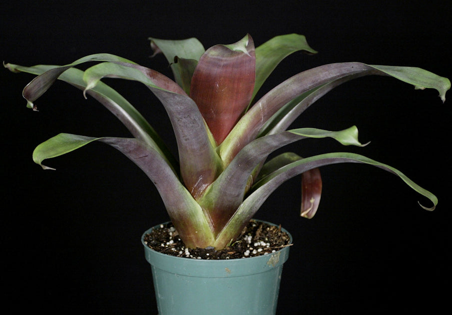 Tillandsia krukoffiana ティランジア クルコフィアナア Tillandsia krukoffiana – Tropiflora