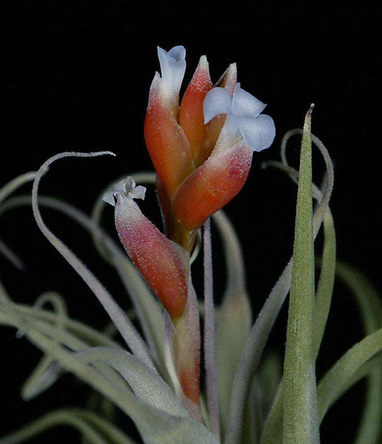 leonamiana air plant Tillandsia leonamiana – Tropiflora