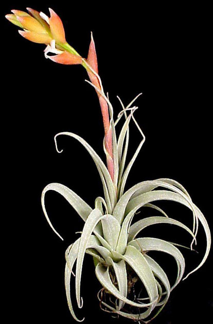 leonamiana air plant Tillandsia leonamiana – Tropiflora