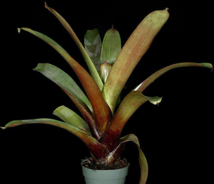Alcantarea imperialis 'Burle Marx Clone' – Tropiflora Alcantarea imperialis 'Burle Marx Clone' – Tropiflora