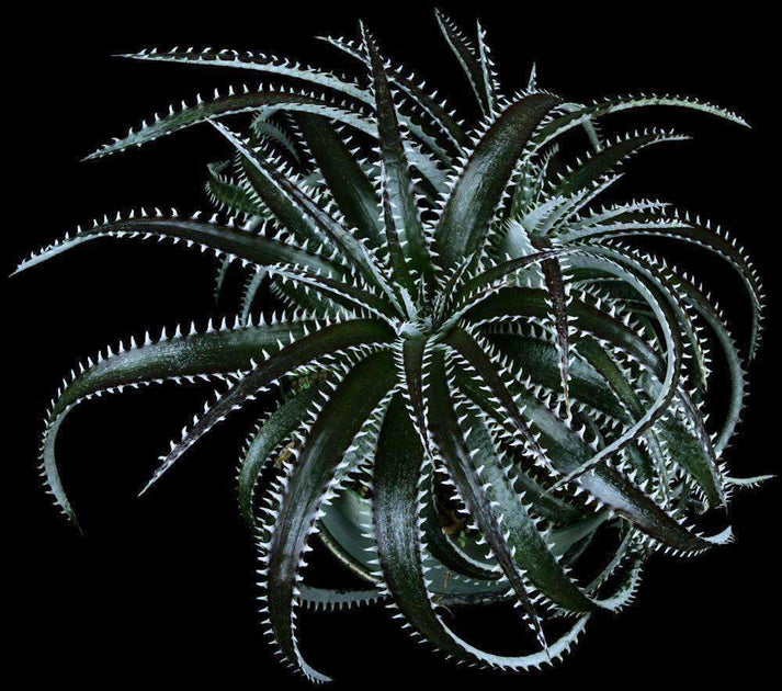 Dyckia 'Richard Kaz' – Tropiflora