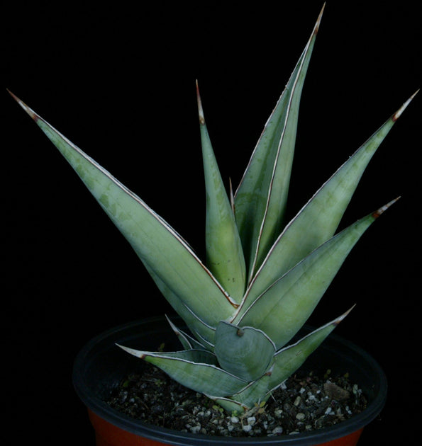 sansevieria pinguicula black Sansevieria pinguicula