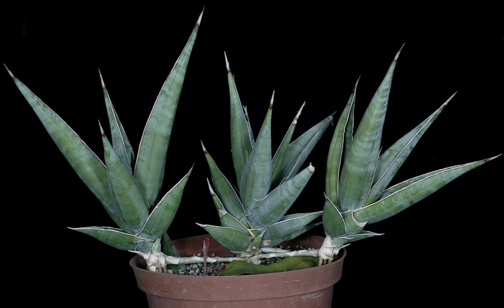 sansevieria pinguicula care Sansevieria pinguicula