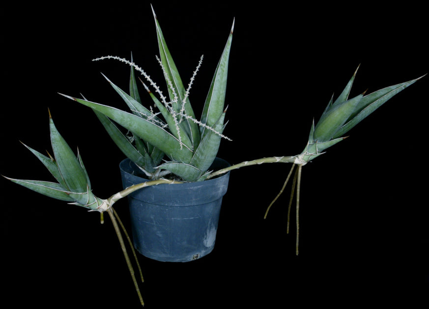 Sansevieria pinguicula – Tropiflora