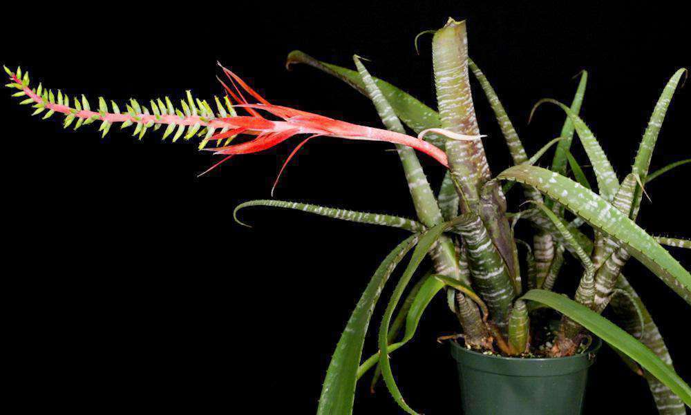 エクメア ヌディカウリス ラファ Aechmea nudicaulis 'Rafa' エクメア