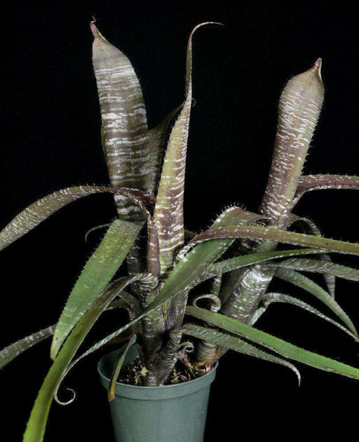 ブロメリア・エアープランツ Aechmea 'Silver Streak Nudicaulis' A0162 楽天市場】(現品) エクメア ヌディカウリス 'シルバーストリーク