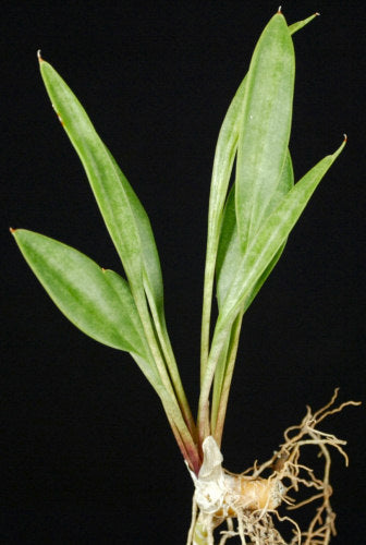 sansevieria concinna spoon leaf Sansevieria aff. concinna 'Small Spoon' – Tropiflora