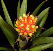 Aechmea 'Phoenix' - Tropiflora